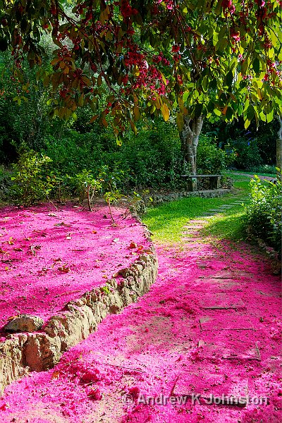 0410_40D_0586_a TM.jpg - Malay Apple blossom, Andromeda Gardens, Bathsheba